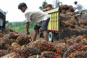 Cabut Larangan Ekspor Minyak Goreng, Petani Sawit Indonesia Apresiasi Presiden Jokowi.