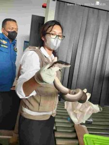 Tiga Ekor Ular Berhasil Di Gagalkan Melalui Bandar Udara Mopah
