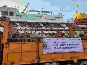 450 Ekor Sapi BULS Sidrap Mendarat di Jakarta Penuhi Stok Qurban