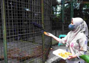 Pegiat Lingkungan Hidup WCS, Irma Hermawati Mendukung Pemerintah Memperkuat Perlindungan Satwa Liar di Indonesia