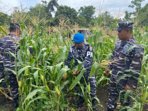 Danlanal Sabang Pimpin Panen Perdana Jagung di Kebun Ketahanan Pangan Lanal Sabang