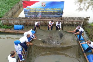 Danlanal Palembang Pimpin Panen Raya Budidaya Ikan Lele Dalam Rangka Program Ketahanan Pangan