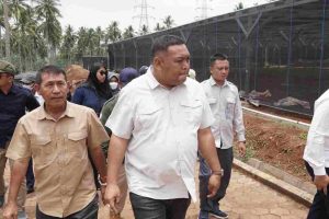 Pengembangan Kelapa Genjah 1 Juta Batang, Kementan Optimalisasi Lahan Pekarangan dan Tak Produktif