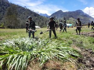 Wujud Kebersamaan dengan Masyarakat Ilaga Puncak Papua, Satgas Yonif R 303 Kostrad Sukseskan Tradisi Bakar Batu