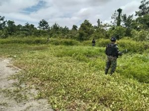 Jamin Kesejahteraan Warga Batas Batu Papua, Satgas Yonif R 514 Kostrad Olah Lahan Tidur Jadi Lahan Produktif