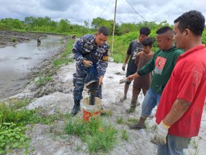 TNI AL, Babinpotmar Posal Tanjung Tiram Lanal TBA Panen Ikan Bersama Masyarakat