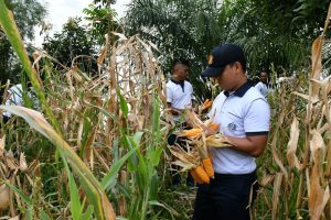 Dukung Program Ketahanan Pangan, Lanal Sibolga Laksanakan Panen Raya Jagung Di Kebun Lanal Sibolga