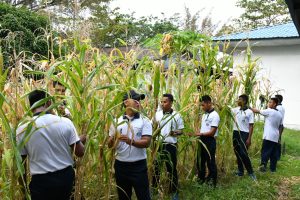 Dukung Program Ketahanan Pangan, Lanal Sibolga Laksanakan Panen Raya Jagung Di Kebun Lanal Sibolga