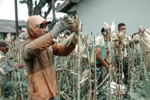Hasil Dari Program Ketahanan Pangan, Kikav 8 Kostrad Panen Bersama Warga