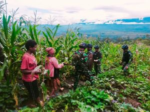 Bagikan Bibit dan Panen Jagung Bersama Masyarakat, Ketahanan Pangan Papua Semakin Kuat