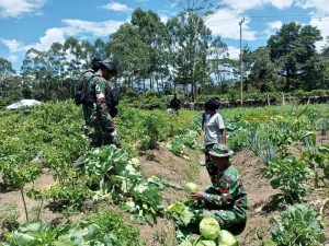 Ladang Nduga Tidak Tersisa, Hasil Panen Habis Oleh Prajurit Kostrad