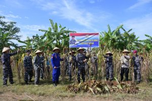 Pangkalan TNI AL Palembang Panen Raya Sorgum Dalam Rangka Ketahanan Pangan