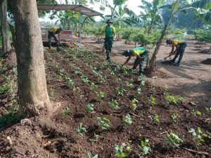 Dukung Program Ketahanan Pangan, Prajurit Mayangkara Berkebun