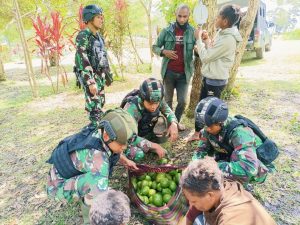 Alpokat Jayawijaya Menambah Kesejahteraan, Hasil Panen Diborong Prajurit Kostrad