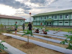 Sasar Lahan Tidur Dukung Program Ketahanan Pangan,Yonif Mekanis 318 Kostrad Berkebun