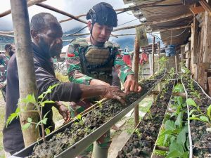 Sosialisasikan Cara Bercocok Tanam, Prajurit Kostrad Ajak Warga Nduga Manfaatkan Lahan Terbatas