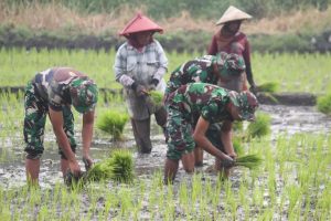 Padi Sebagai Kebutuhan Pokok, Lahan Narasinga Kuatkan Ketahanan Pangan