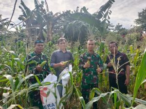 Masyarakat Ikut Merasakan Program Ketahanan Pangan, Hasil Panen Jagung Yonkes Divif 1 Kostrad