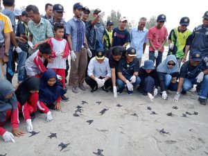 TNI AL Simeulue Lepas liarkan Tukik Penyu Belimbing di Pantai Along Bersama Pj. Bupati Simeulue