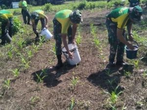 Panen Jagung Prajurit Bersama Masyarakat, Program Ketahanan Pangan Tercapai di Lahan Tidur Yonarmed 6 Kostrad