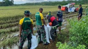 Prajurit TNI Turun Ke Sawah, Yonif PR 432 Kostrad Dukung dan Sukseskan Program Ketahanan Pangan