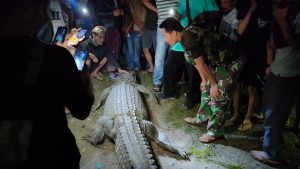 Sertu Moh Yana Babinsa Koramil 0115/Cimanggu Bersama Warga Tangkap Buaya Yang Terkam Warga