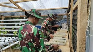 Hidroponik Menunjang Program Ketahanan Pangan, Satgas Yonarmed 1 Kostrad Inisiasi Tanaman Hidroponik di Maluku