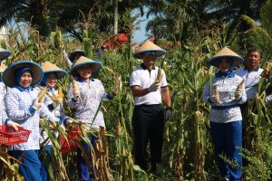 Ikuti Panen Raya Jagung, Danlanal Bengkulu Himbau Manfaatkan Lahan Terlantar