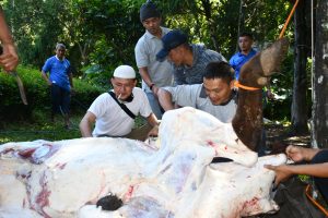 Lanal Bandung Laksanakan Penyembelihan dan Penyaluran Daging Hewan Kurban Kepada Personel Lanal Bandung dan Masyarakat