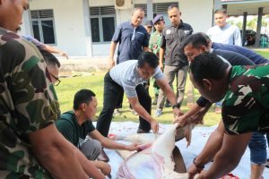 Guyub dan Kompak, Danlanal Bengkulu Bersama Prajurit Sembelih Hewan Qurban