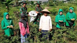 Tingkatkan Ketahanan Pangan, Yonif Raider 509 Kostrad dan Masyarakat Melaksanakan Panen Cabe
