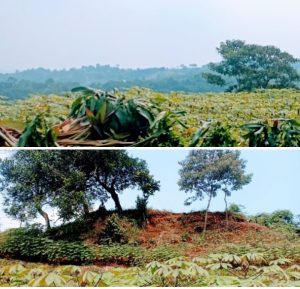 BRINUS BOGOR :Konsep Wisata dan Kuliner Saung Bambu di Desa Ciaruteun Ilir-Cibungbulang Kabupaten Bogor