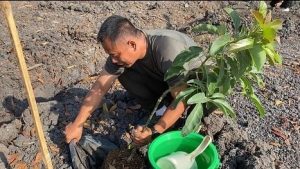 Dukung Program Penghijauan dan Ketahanan Pangan, Yonarmed 12 Kostrad Tanam Ratusan Pohon Alpukat