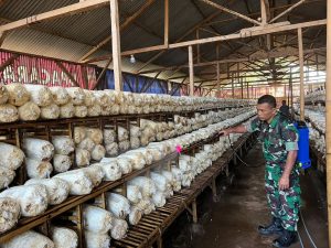 Budidaya Jamur Tiram Yonif Para Raider 330/Tri Dharma, dari Coba-Coba Menjadi Swasembada