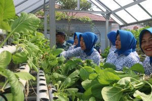 Ketua Jalasenastri Cabang 4 Korcab II DJA I Pimpin Panen Pakcoy di Lahan Ketahanan Pangan Lanal Bengkulu