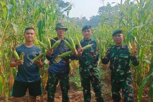 Dukung Ketahanan Pangan, Yonkes 1 Kostrad Panen Jagung Yang Ditanam di Lahan Kosong