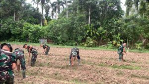 LANAL SIMEULUE DUKUNG PROGRAM KETAHANAN PANGAN DENGAN PEMANFAATAN LAHAN TIDUR SERTA PEREMAJAAN TANAMAN