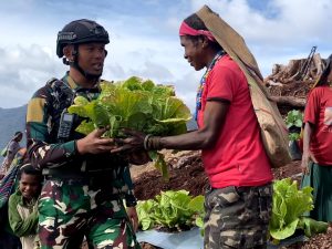 Sambut Perayaan Natal Penuh Kasih, Yonif 330 Kostrad Ajak Warga Intan Jaya Panen Sawi Putih
