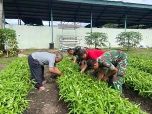 Yonarhanud 2 Kostrad Laksanakan Panen Sayur Hasil Program Ketahanan Pangan