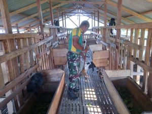 Ternak Kambing, Cara Prajurit Yonif 411 Kostrad Dalam Mendukung Ketahanan Pangan