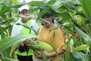 Panen Jagung di Lahan Ketahanan Pangan Yonbekang 1 Kostrad