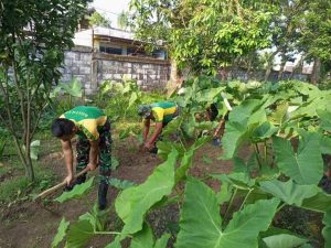 Denhub Divif 2 Kostrad Melaksanakan Kegiatan Perawatan dan Pemeliharaan Tanaman Ketahanan Pangan
