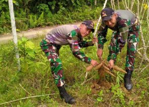 Satgas Pamtas Yonarmed 10 Kostrad Panen Sayuran di Lahan Ketahan Pangan