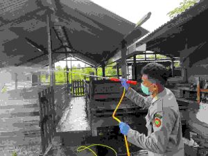 Karantina Papua Selatan dan Dinas P2KP Provinsi Papua Selatan Lakukan Penyemprotan Kandang Babi