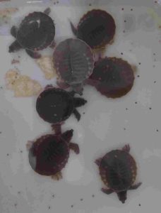 Karantina Papua Selatan Gagalkan Penyelundupan 15 Ekor Anakan Kura-Kura Moncong Babi