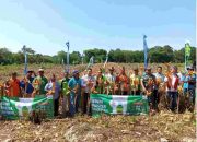 267 Hektare Panen Raya Jagung, Pupuk Formula Plus Ampuh Dongkrak Hasil Tanin