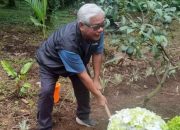 Bulog Tanam Bibit Pohon Alpukat di Jawa Timur