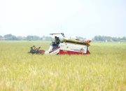 140 Ribu Ton Terserap, Progres Serapan Gabah/Beras BULOG Menjelang Bulan Ramadhan