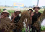 BULOG Gelar Serap dan Panen Padi dengan Teknologi Budidaya Intensif bersama BRIN