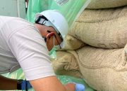 Periksa 200 Ton Biji Kakao, Karantina Kepri : Jamin Tidak Ada OPTK